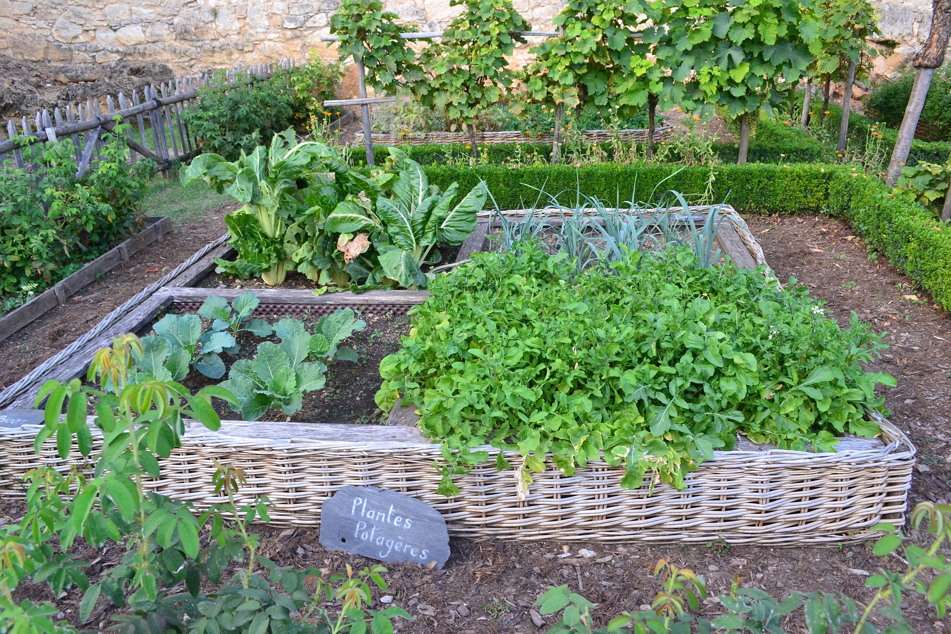 Petit potager : comment faire son premier potager